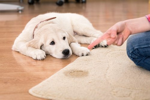 How to Deal with Pet Urine Odours in Carpets and Upholstery